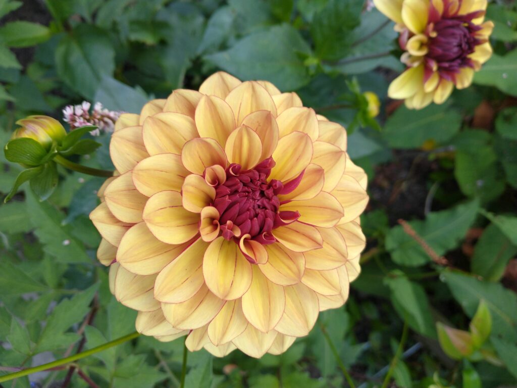 met Hier en Nu zie je ook een mooie bloem beter. meer bewustzijn en genieten in het moment. het helpt ook tegen stress om mooie bloemen te zien.